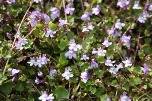 Cymbalaria muralis (2) (1200 x 801)